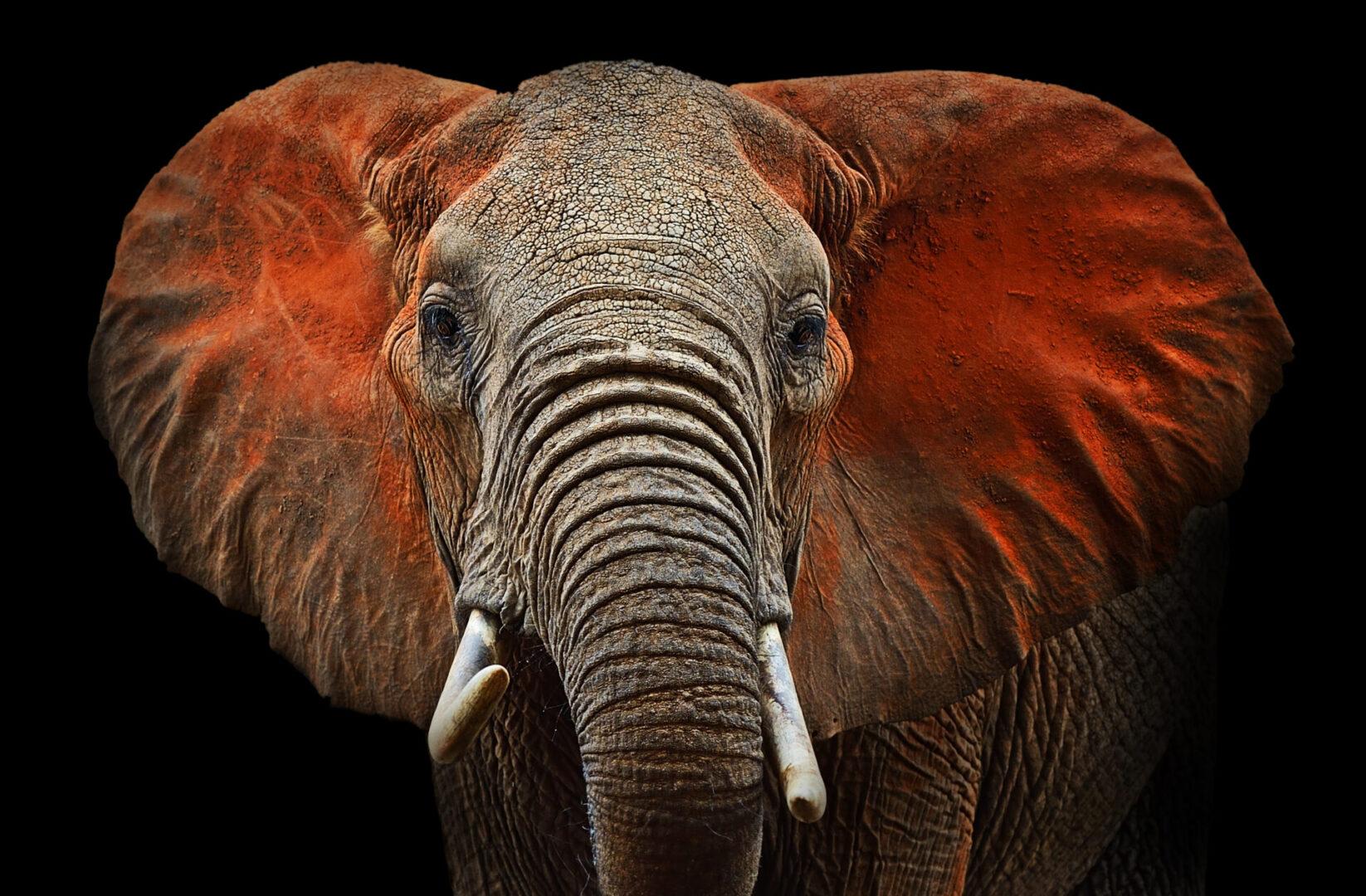 A close up of an elephant with its mouth open